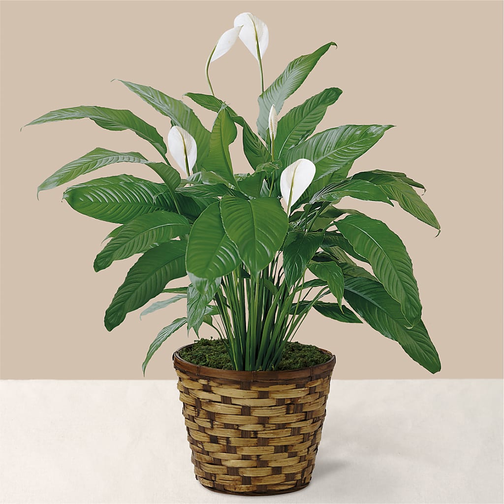Tranquil Moments Peace Lily Plant – MAGNOLIA'S FLOWER SHOP INC, Garden City MI