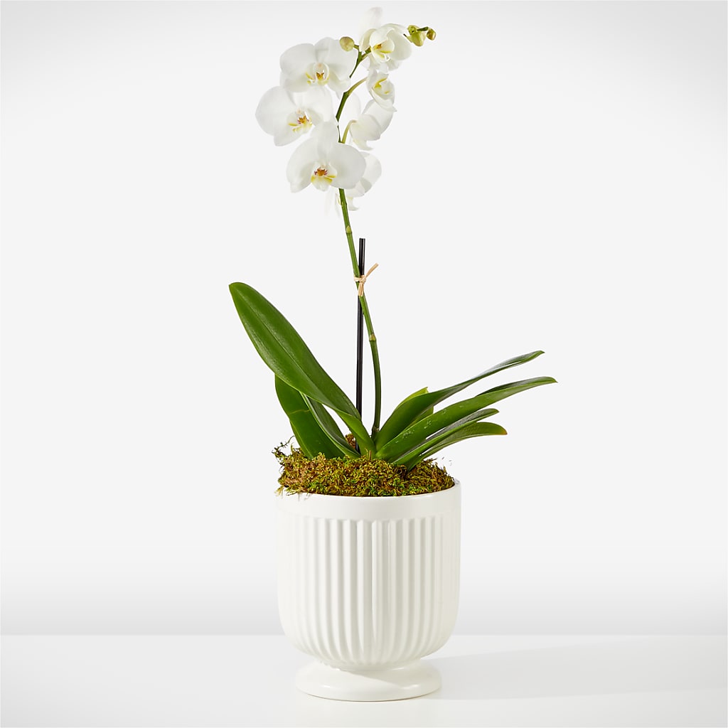 Whispering White Orchid – MAGNOLIA'S FLOWER SHOP INC, Garden City MI