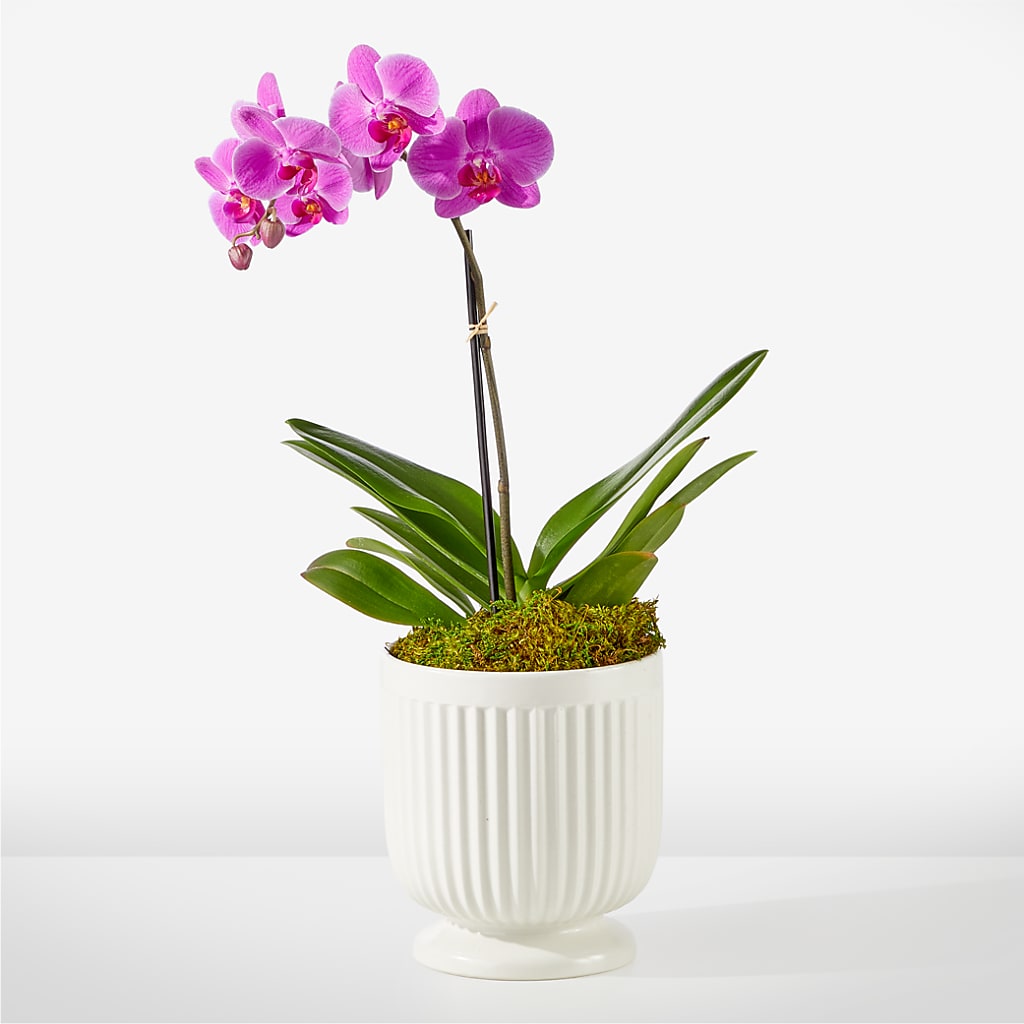 Friendly Fuchsia Orchid – MAGNOLIA'S FLOWER SHOP INC, Garden City MI