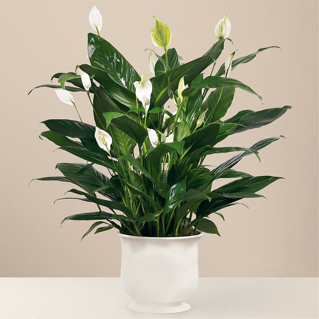 Comfort Planter – MAGNOLIA'S FLOWER SHOP INC, Garden City MI