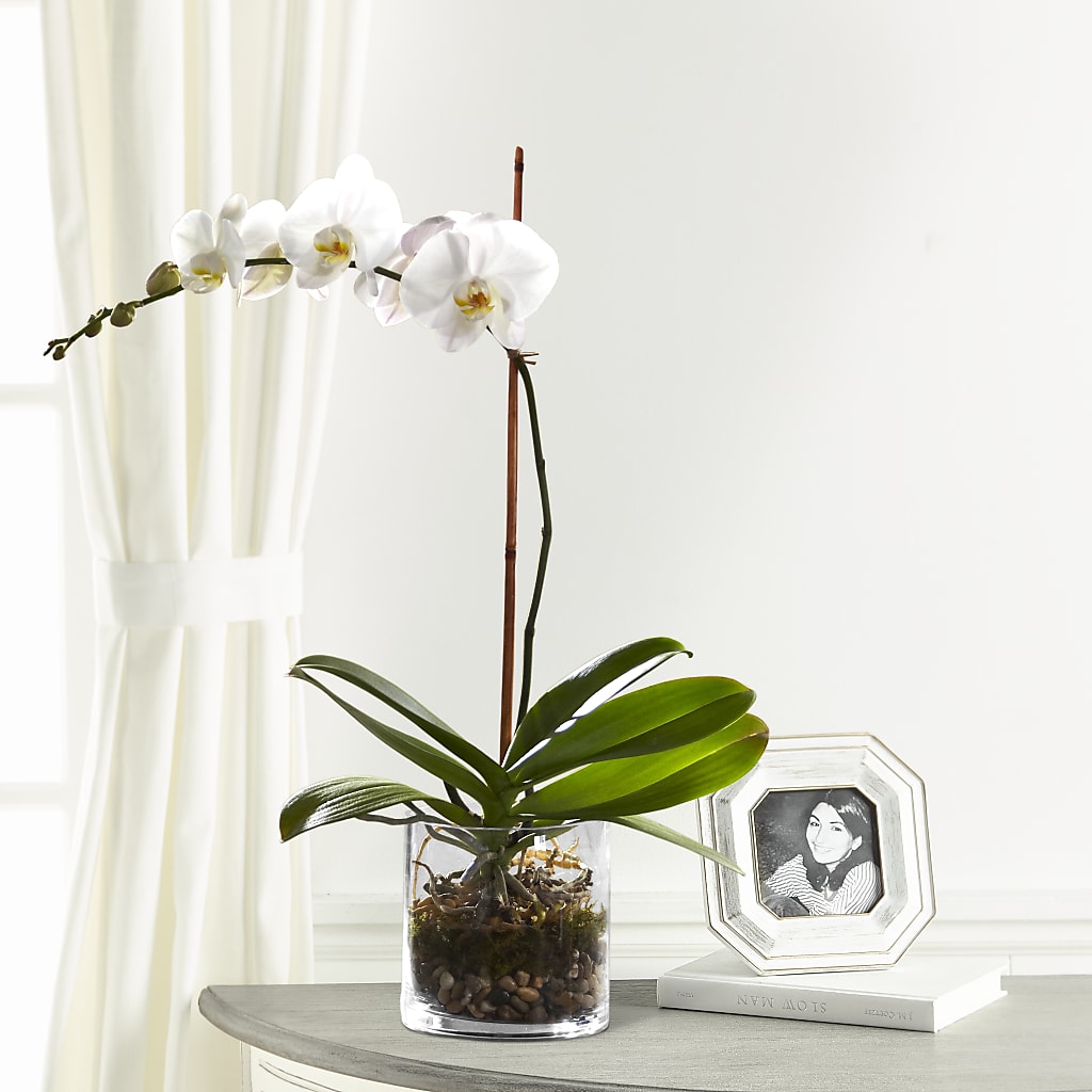 White Orchid Planter – MAGNOLIA'S FLOWER SHOP INC, Garden City MI