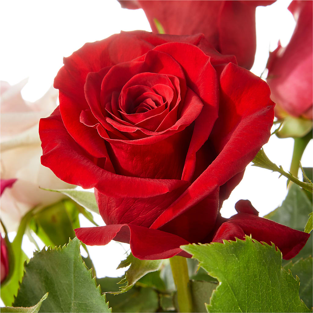 Love Notes Rose Bouquet – MAGNOLIA'S FLOWER SHOP INC, Garden City MI