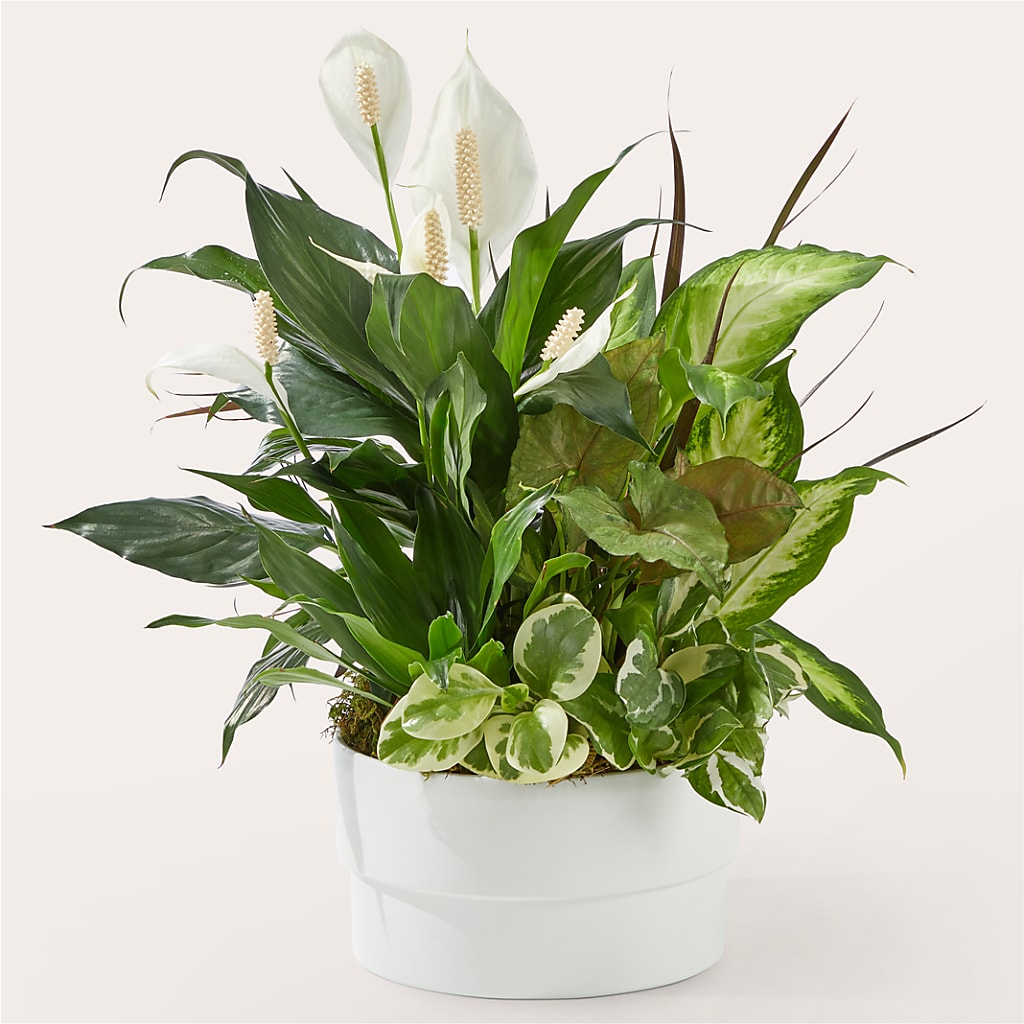 Radiating Positivity Dishgarden – MAGNOLIA'S FLOWER SHOP INC, Garden City MI