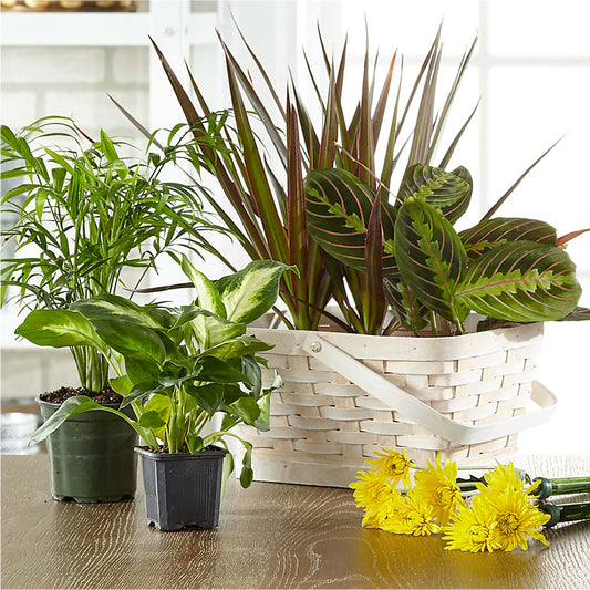 Florist Designed Blooming and Green Plants in a Basket – MAGNOLIA'S FLOWER SHOP INC, Garden City MI
