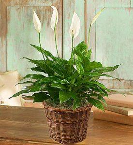 Spathiphyllum Floor Plant for Sympathy