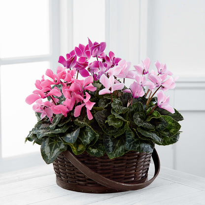 Mixed Cyclamen Planter – MAGNOLIA'S FLOWER SHOP INC, Garden City MI