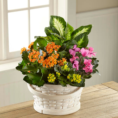 Color Crush Dishgarden – MAGNOLIA'S FLOWER SHOP INC, Garden City MI