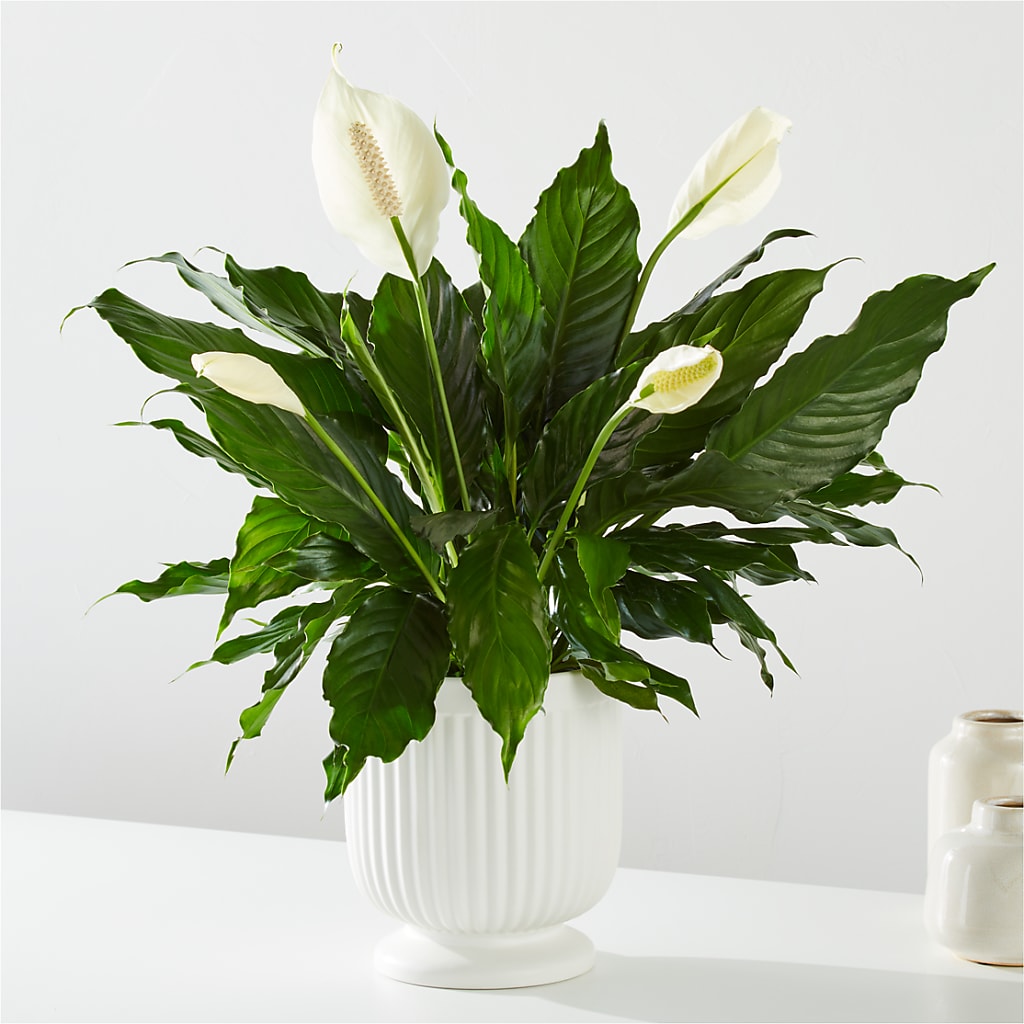 Comfort Planter – MAGNOLIA'S FLOWER SHOP INC, Garden City MI