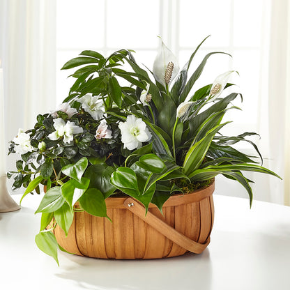 Serene Dishgarden – MAGNOLIA'S FLOWER SHOP INC, Garden City MI