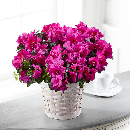 Hope & Serenity Azalea Plant – MAGNOLIA'S FLOWER SHOP INC, Garden City MI