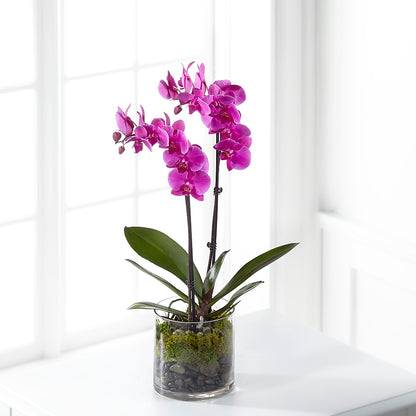Pink Orchid Plant – MAGNOLIA'S FLOWER SHOP INC, Garden City MI