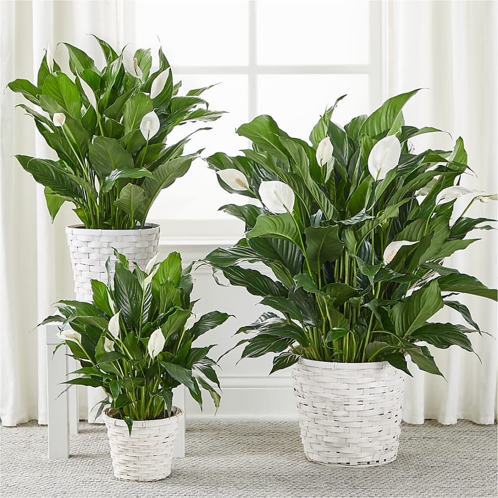 A New Leaf Peace Lily – MAGNOLIA'S FLOWER SHOP INC, Garden City MI