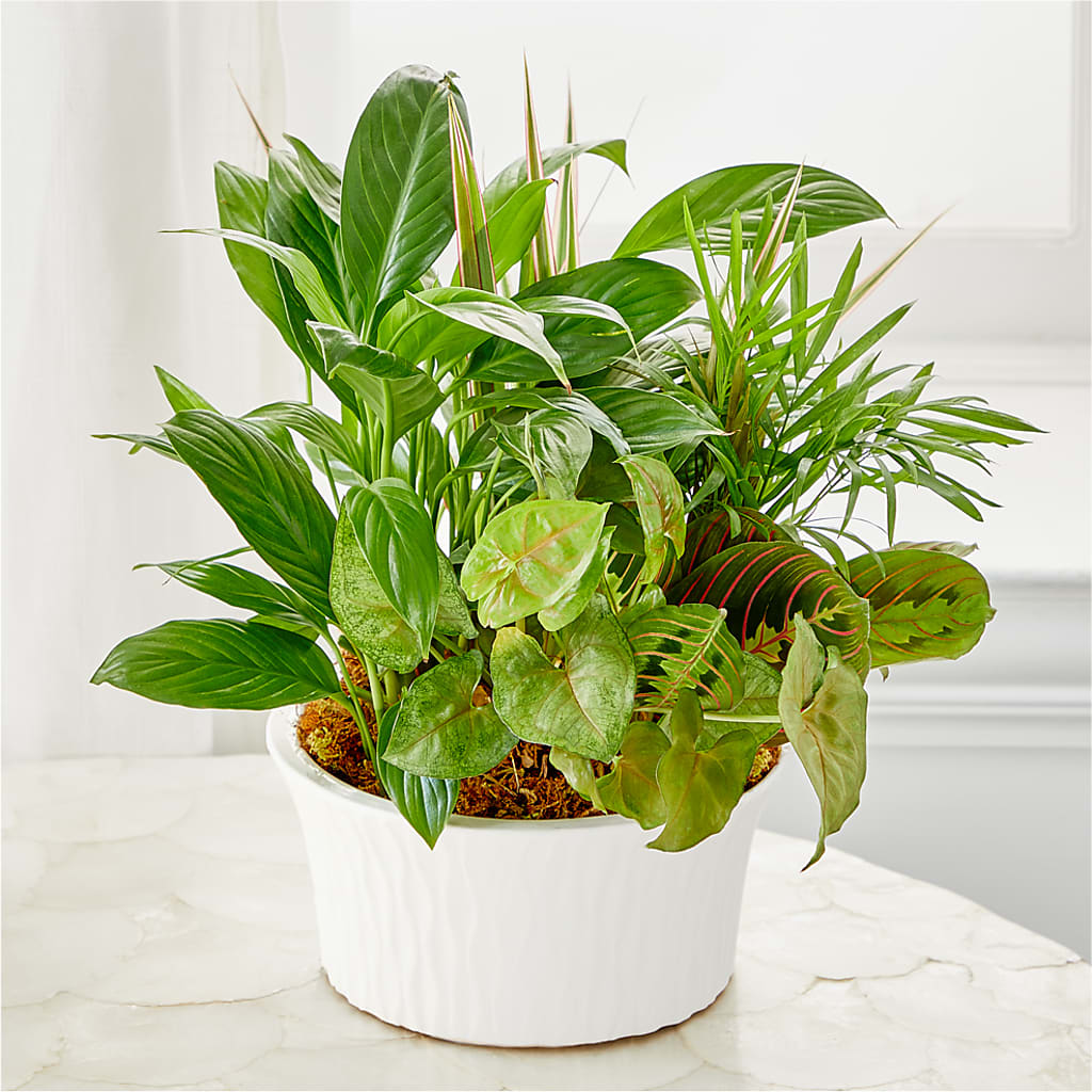 Balance & Harmony Dishgarden – MAGNOLIA'S FLOWER SHOP INC, Garden City MI