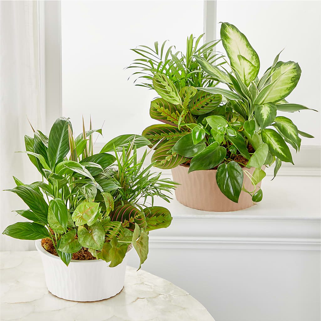 Balance & Harmony Dishgarden – MAGNOLIA'S FLOWER SHOP INC, Garden City MI