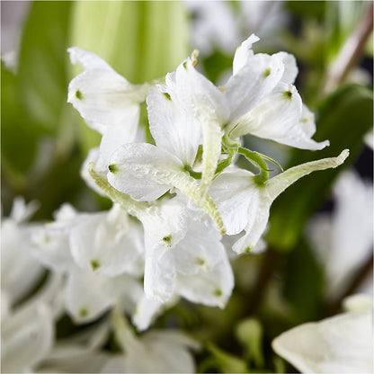 Classic Ivory – A Florist Original – MAGNOLIA'S FLOWER SHOP INC, Garden City MI